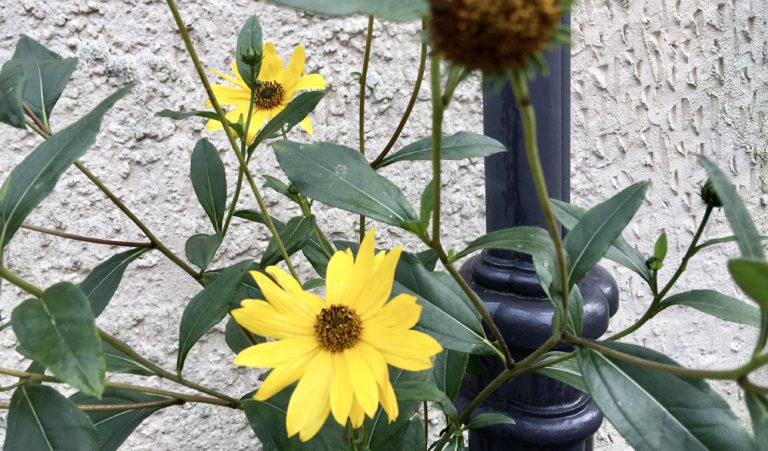 Blumengrüße an die Nachbarschaft – eine Bienenweide zum “Tag der Nachbarn”